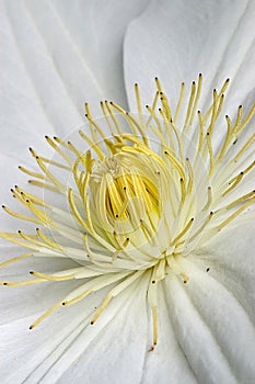 Inside of a White Clematis Flower