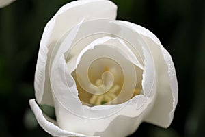 Inside of White Tulip