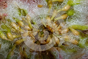 Inside a Wool-Sower Gall Callirhytis seminator photo