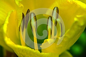 Inside a Yellow Day Lily