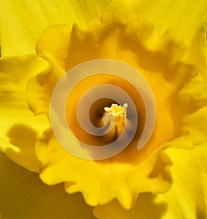 Inside yellow narcissus flower