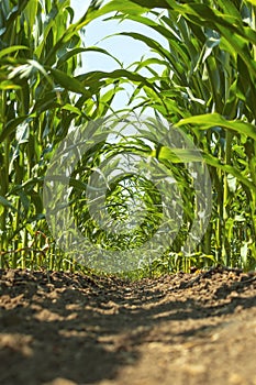 Inside a young corn field.