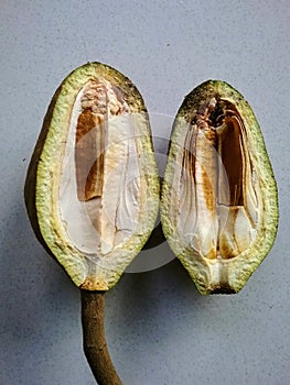 The inside of a young Mahogany fruit contains layers of membranes and no seeds yet.