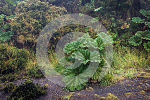 Insignis Gunnera plant near the Irazu volcano, Costa Rica