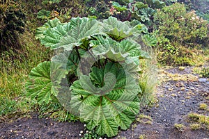 Insignis Gunnera plant near the Irazu volcano, Costa Rica