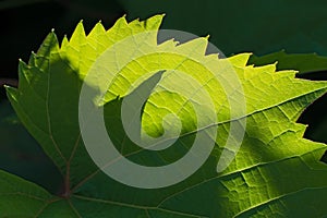 Insolated serrated green leaf closeup on dark green floral background