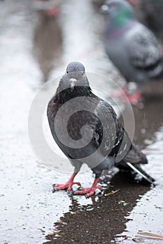 insolent pigeon standing wet in the rain