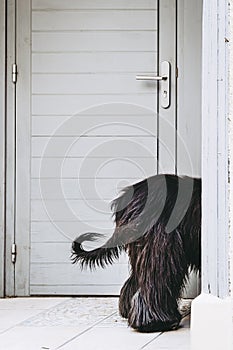 Insolite image of the back of a black-haired dog through a door