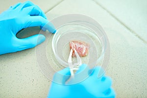 Inspecting Cultured Meat Sample