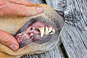 Inspecting Dog teeth