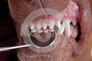 Inspecting dog teeth