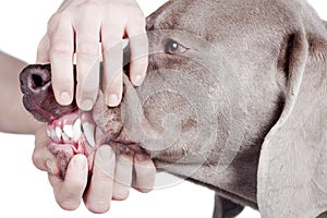 Inspecting dog teeth on white background.
