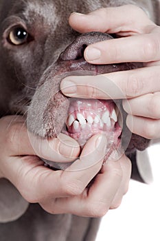 Inspecting dog teeth on white background.