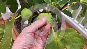Inspecting fig fruit on tree