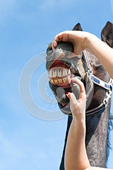 Inspecting horse teeth and health. Multicolored outdoors image.