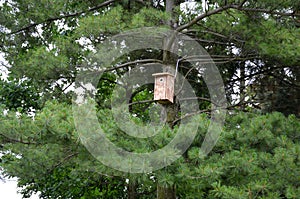 inspection of birdhouses on trees for spring nesting. A man in an overall fitter takes an ornithologist up a ladde