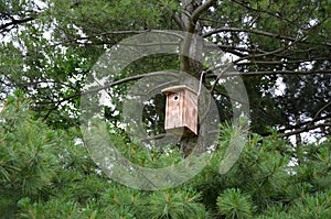 Inspection of birdhouses on trees for spring nesting. A man in an overall fitter takes an ornithologist up a ladde