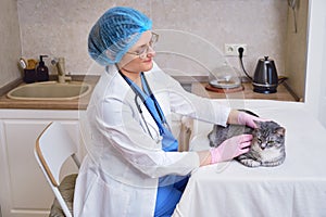 Inspection of the cat fur by a veterinarian called at home