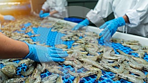 Inspection of farmed shrimp on a conveyor of a shellfish and pranws production plant