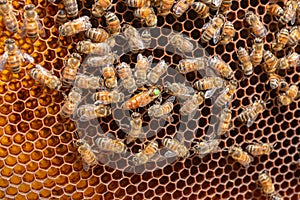 Carniolan honey bee queen lays eggs in hexagonal wax cells