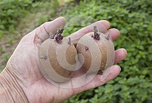 Inspection of seed potatoes. Sprouted tubers in farmer hand