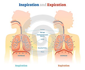 Inspiration and Expiration anatomical vector illustration diagram, educational medical scheme