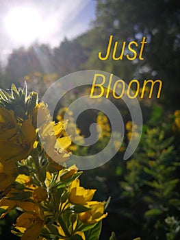Inspirational motivation quote JUST BLOOM on nature background, Yellow flowers in sunlight, summer