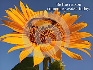 Inspirational motivational quote- Be the reason someone smiles today. With beautiful big & single sunflower blooming in closeup