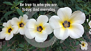 Inspirational motivational quote - Be true to who you are. Today. And everyday. With white flowers background. photo