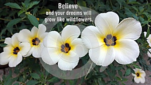 Inspirational motivational quote - Believe and your dreams will grow like wildflowers. With nature beauty wildflowers background.