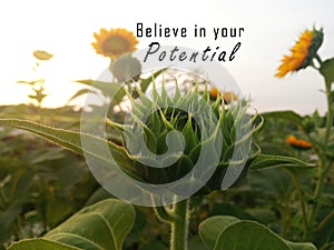 Inspirational motivational quote - Believe in your potential. With baby sunflower ready to bloom in the garden. Motivation words