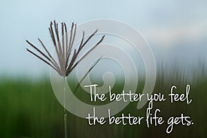 Inspirational motivational quote - The better you feel, the better life gets. With single wild grass flower on blur blue green.