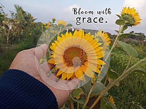 Inspirational motivational quote - Bloom with grace. With nature background of young woman hand holds touches the sunflower
