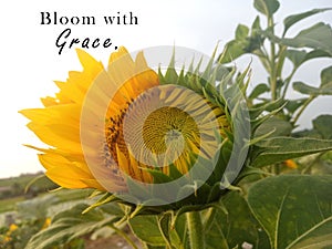Inspirational motivational quote - Bloom with grace. With nature garden background of sunflower closeup in bloom as enjoying life