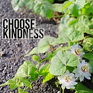 Inspirational Motivational quote `Choose Kindness` with wild flowers