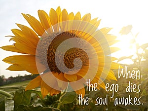 Inspirational motivational quote - When the ego dies, the soul awakes. With background of morning sunlight over sunflower garden.