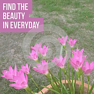 Inspirational motivational quote `find the beauty in everyday.` photo