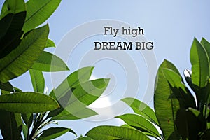 Inspirational motivational quote-Fly high. Dream big. With notes on green frangipani leaves and blue sky background. Words of
