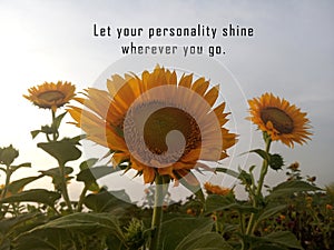 Inspirational motivational quote - Let your personality shine wherever you go. With background of sunflowers blossom in field.