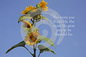 Inspirational motivational quote - The more you thank life, the more life give you to be thankful for. With sunflower plant on