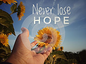 Inspirational motivational quote - Never lose hope. With hand holding beautiful sunflower blossom on bright blue sky background.