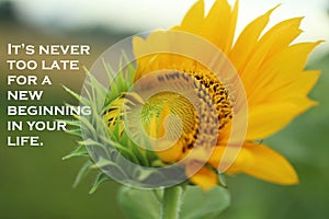 Inspirational motivational quote - It is never too late for a new beginning in your life. With fresh sunflower start to bloom.