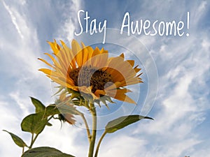 Inspirational motivational quote - stay awesome. With beautiful sunflowers blossom on white clouds and bright blue sky background