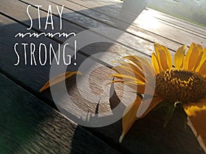 Inspirational motivational quote - Stay strong. With a sunflower blossom and its petals on wooden table and the light shadow.
