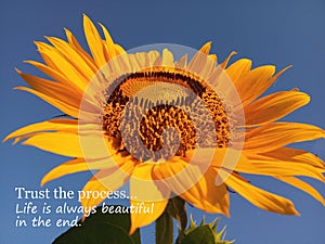Inspirational motivational quote- Trust the process. Life is always beautiful in the end. With beautiful big & single sunflower