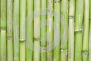 Inspirational, natural green bamboo background creating a zen scene