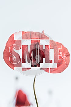 Inspirational poster Smile red poppy blue background