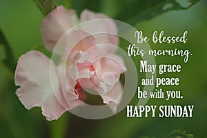 Inspirational quote - Be blessed this morning. May grace and peace be with you. With beautiful pink impatiens balsamina flower.