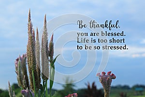 Inspirational quote - Be thankful, you are blessed. Life is too short to be so stressed. On spring flower background of cockscomb.