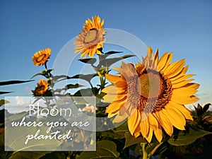 Inspirational quote- Bloom where you are planted. With smiling sunflowers blossom. Beautiful Sunflower plants in the barden and